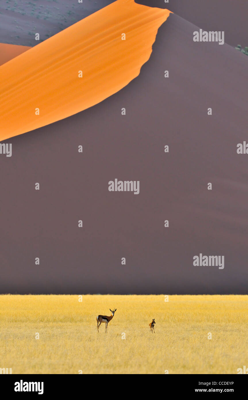 Springbock mit jungen vor roten Sanddünen von Sossusvlei / Sossus Vlei in der Namib-Wüste, Namibia Stockfoto