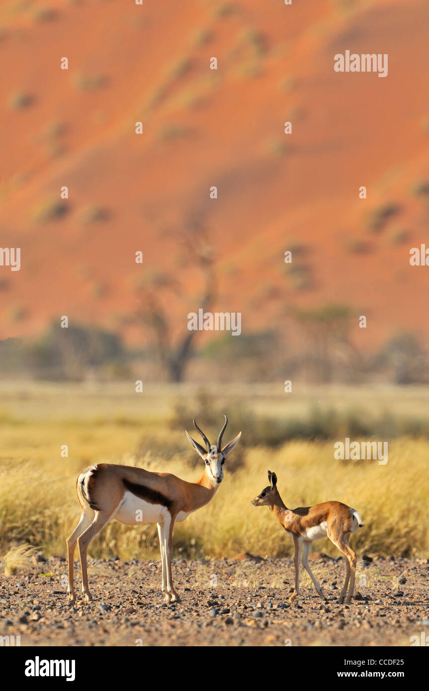 Springbock (Antidorcas Marsupialis) mit jungen in Sossusvlei / Sossus Vlei, Namib-Wüste, Namibia Stockfoto