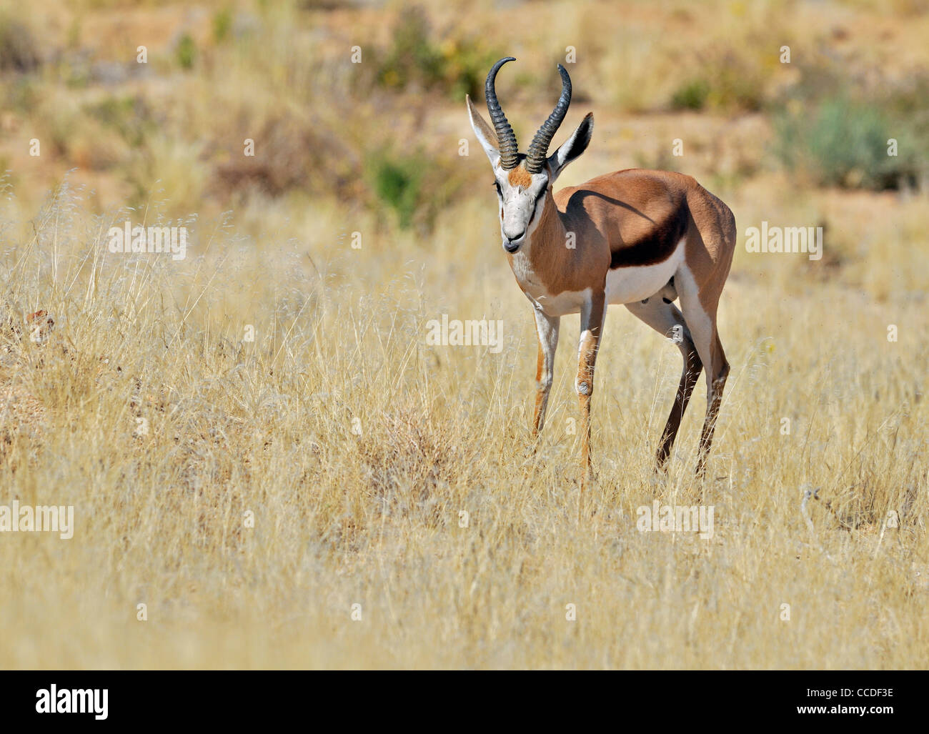 Männliche Springbok (Antidorcas Marsupialis) Porträt, Etosha Nationalpark, Namibia Stockfoto