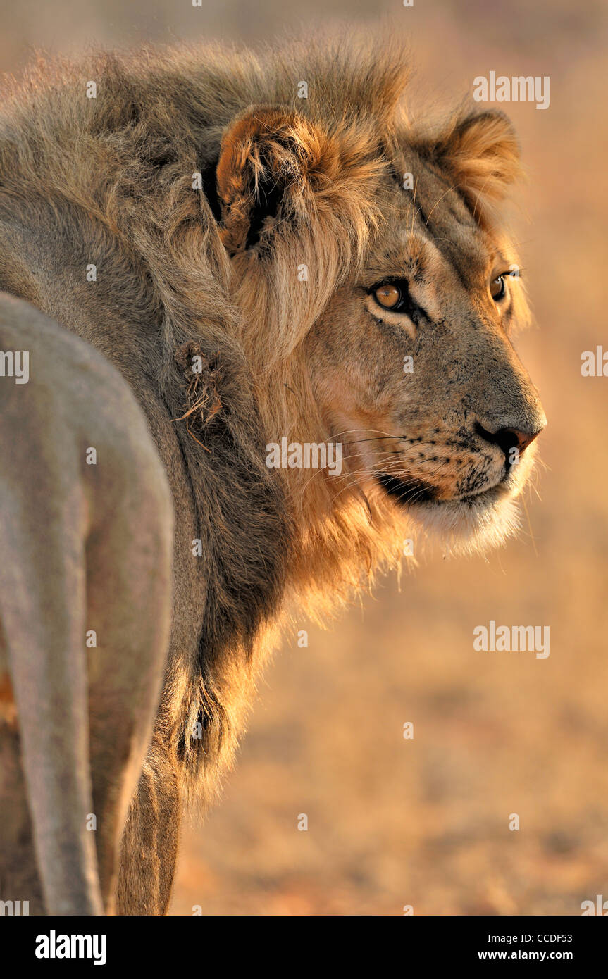 Männlichen afrikanischen Löwen (Panthera Leo) Wandern in der Wüste Kalahari, Kgalagadi Transfrontier Park, Südafrika Stockfoto