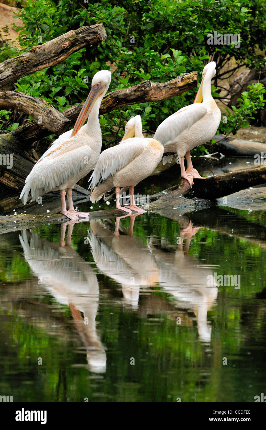 Große weiße Pelikane / Eastern White Pelikan (Pelecanus Onocrotalus) putzen Federn, ursprünglich aus Afrika, Asien und Europa Stockfoto