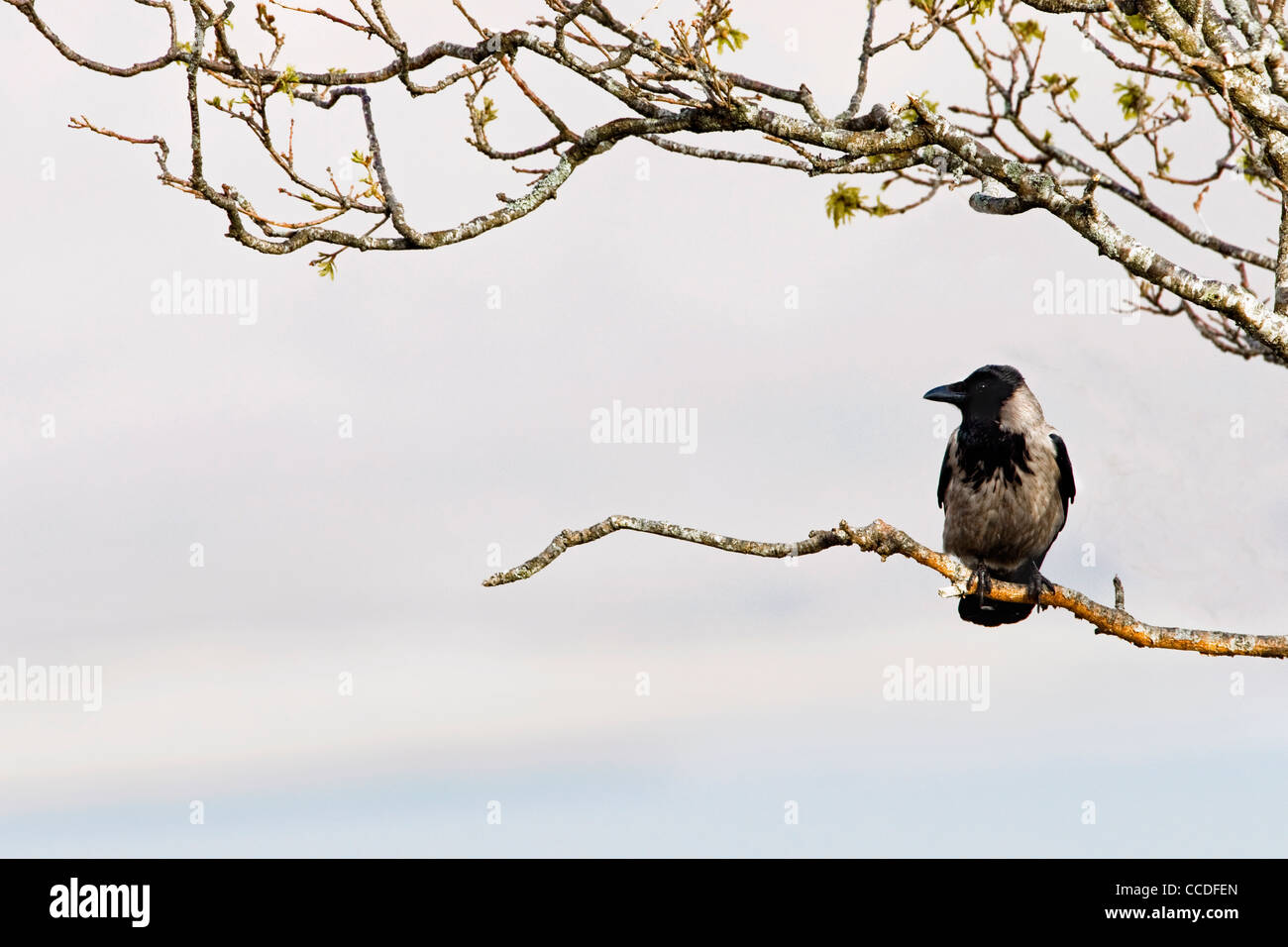 Mit Kapuze Krähe (Corvus Cornix) thront im Baum, Schottland, UK Stockfoto