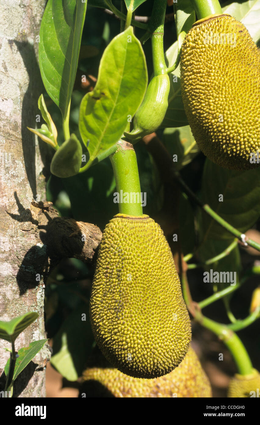 Jackfrüchte (Artocarpus Heteropyllus) hängen, Baumstamm, Dambulla, Sri Lanka Stockfoto