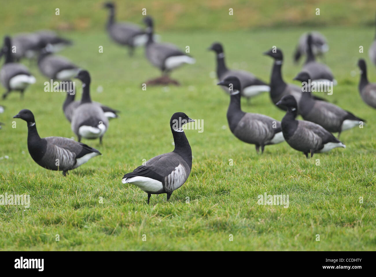 Hybrid Black Brant (Branta Nigricans) dunkel-bellied Brent Goose (Branta Bernicla Bernicla) Stockfoto