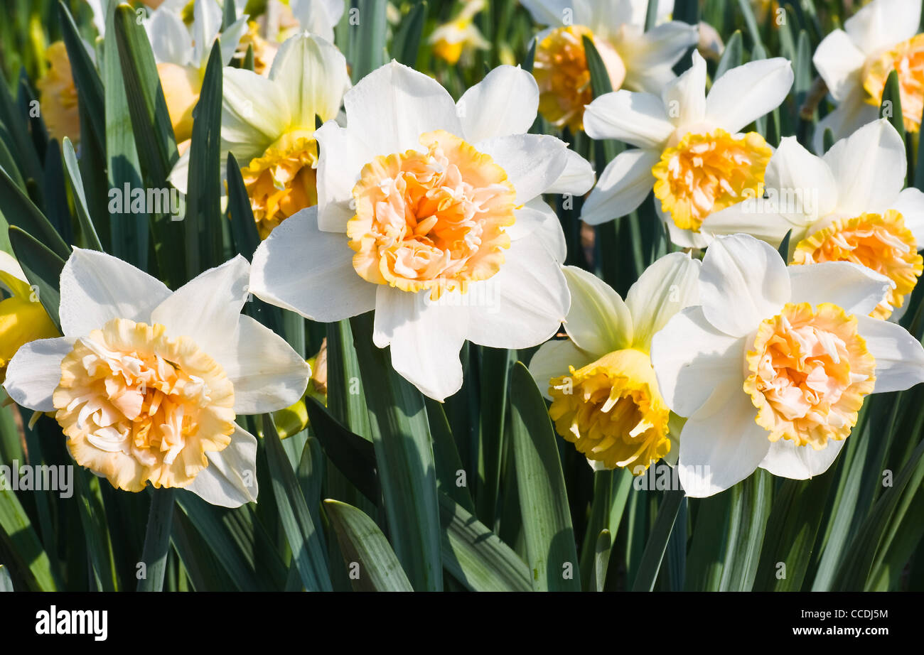 Detail aus Blumenfelder im Frühling weiß und orange Narzissen in der