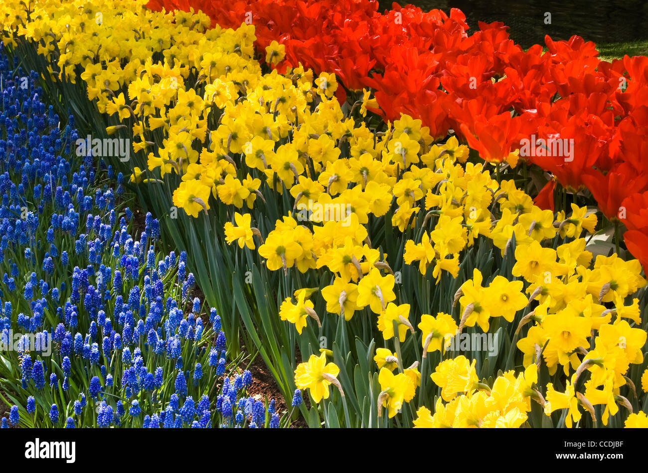 Tulpen, Narzissen und gemeinsame Traubenhyazinthen - Frühlingsblumen in rot, gelb und blau Stockfoto