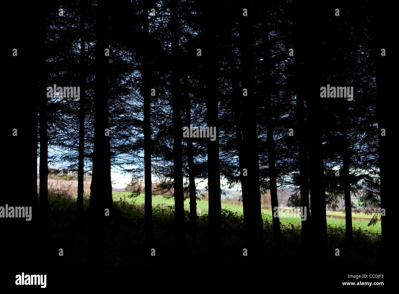 Forstwirtschaft-Kommission-Plantage mit Blick auf offenes Ackerland, England, UK Stockfoto