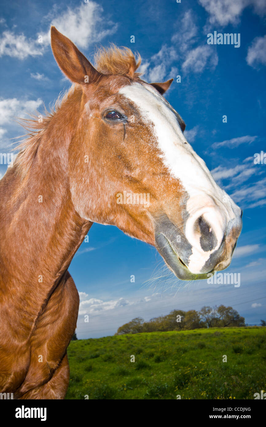 Pferd im Feld Stockfoto