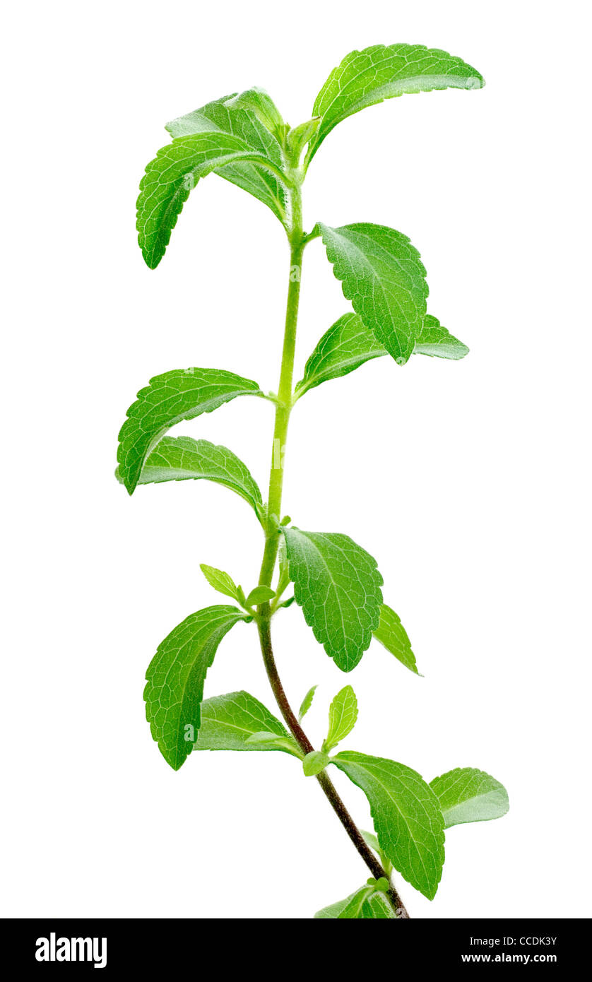 Stevia Rebaudiana Honigkraut Zucker Ersatz Stockfoto