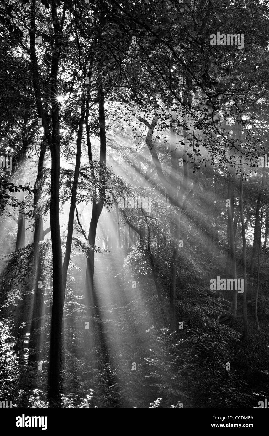 Strahlen der Sonne durch einen herbstlichen Buche Wald in schwarz und weiß, Worcestershire, England, UK Stockfoto