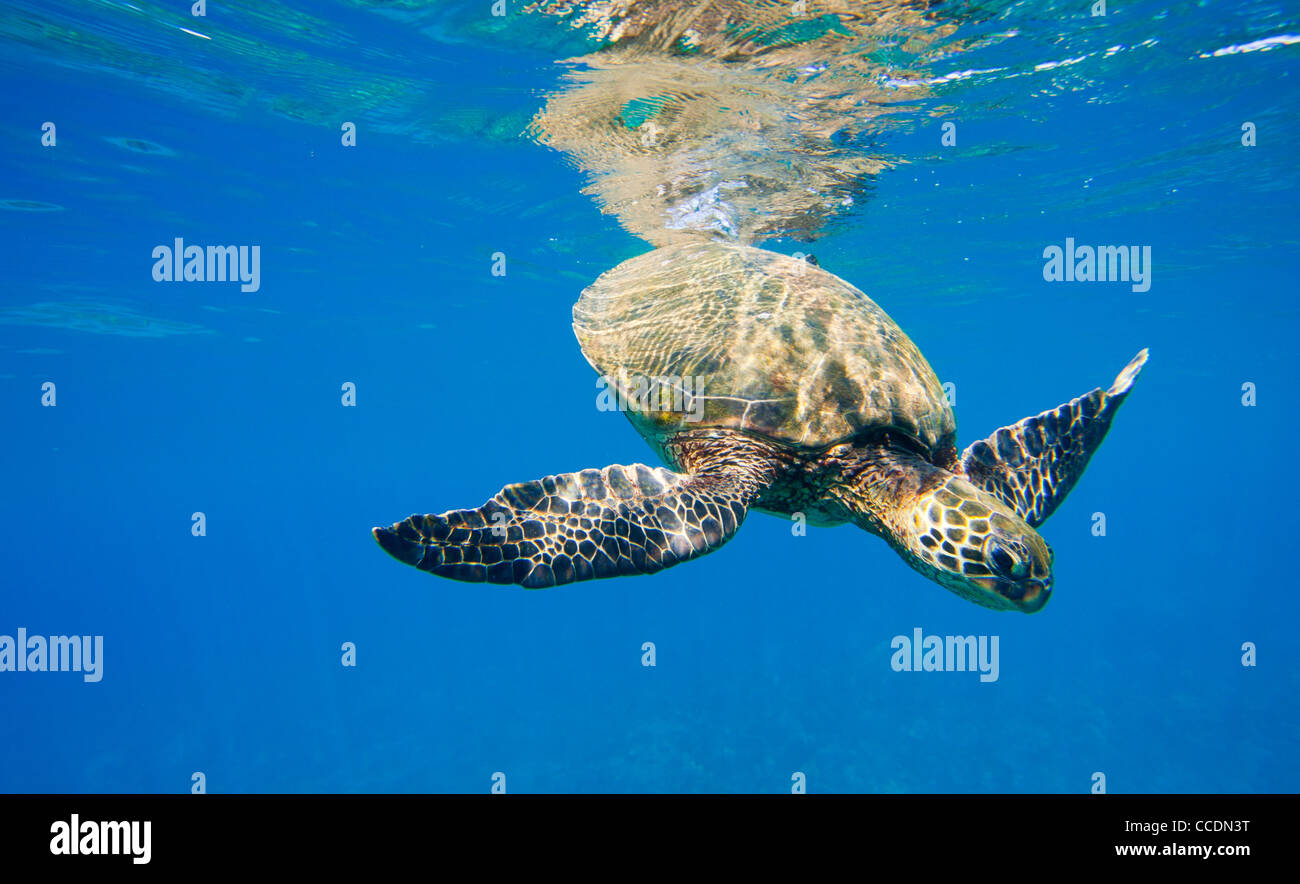 grüne Meeresschildkröte Schwimmen im Meer Stockfoto