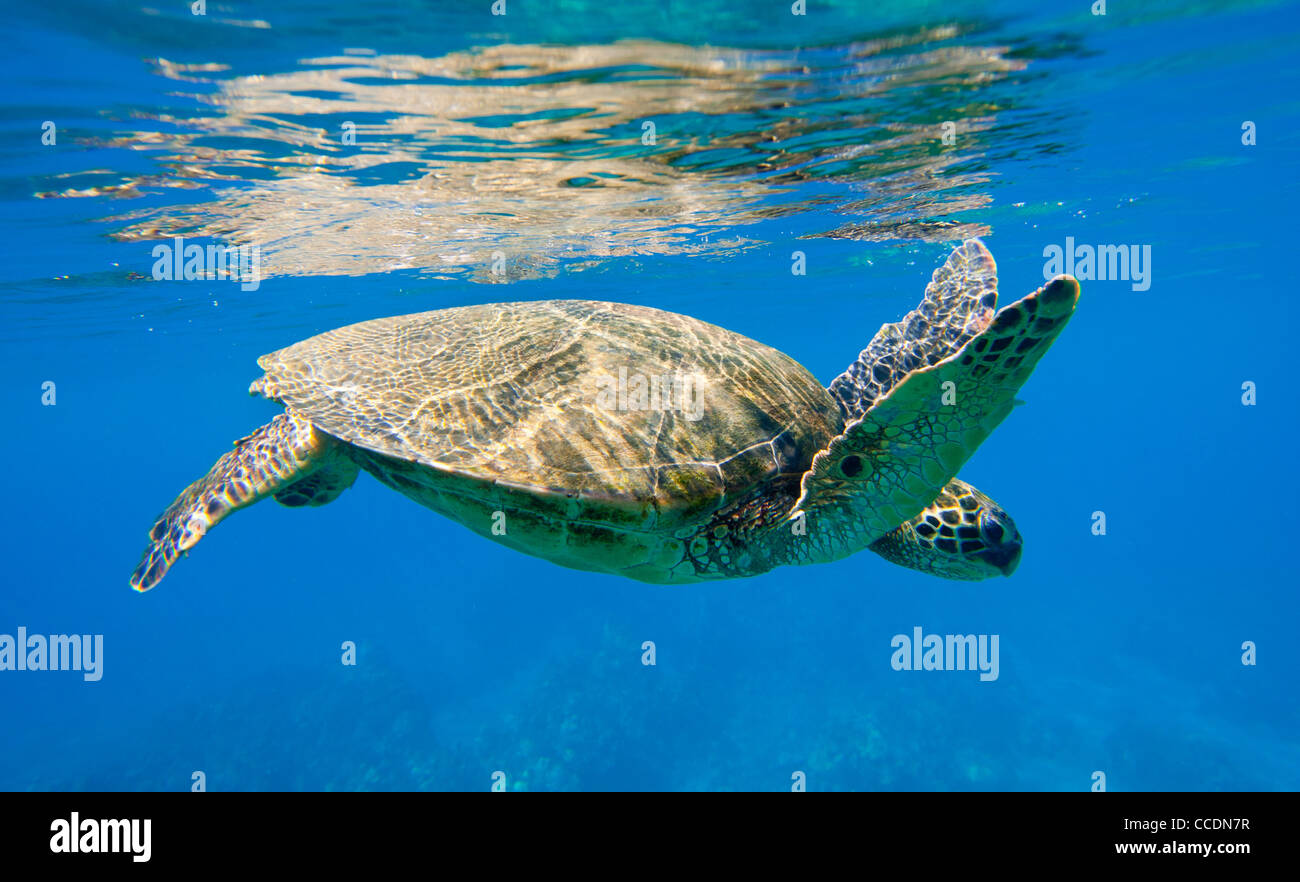 grüne Meeresschildkröte Schwimmen im Meer Stockfoto