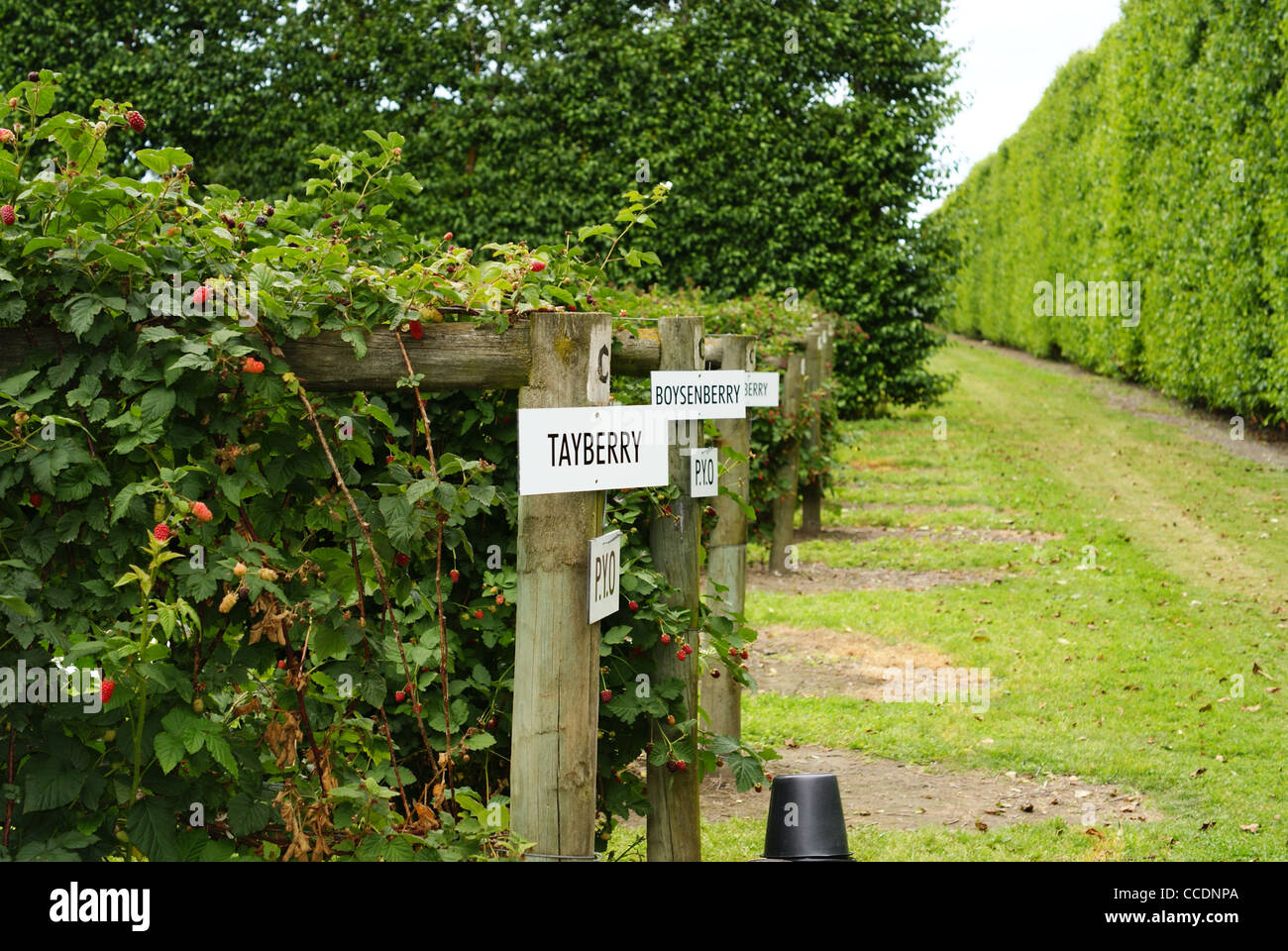 Ihr eigenes Obst Bauernhof in Hawke's Bay Neuseeland Pick Stockfoto