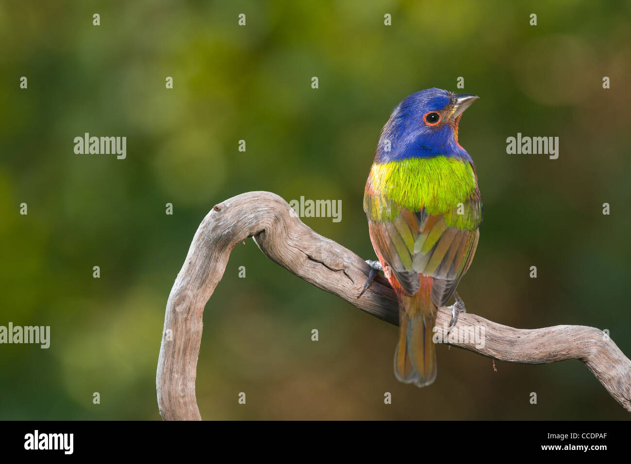 Die männlichen Painted Bunting ist der bunteste Vogel in den Vereinigten Staaten. Stockfoto