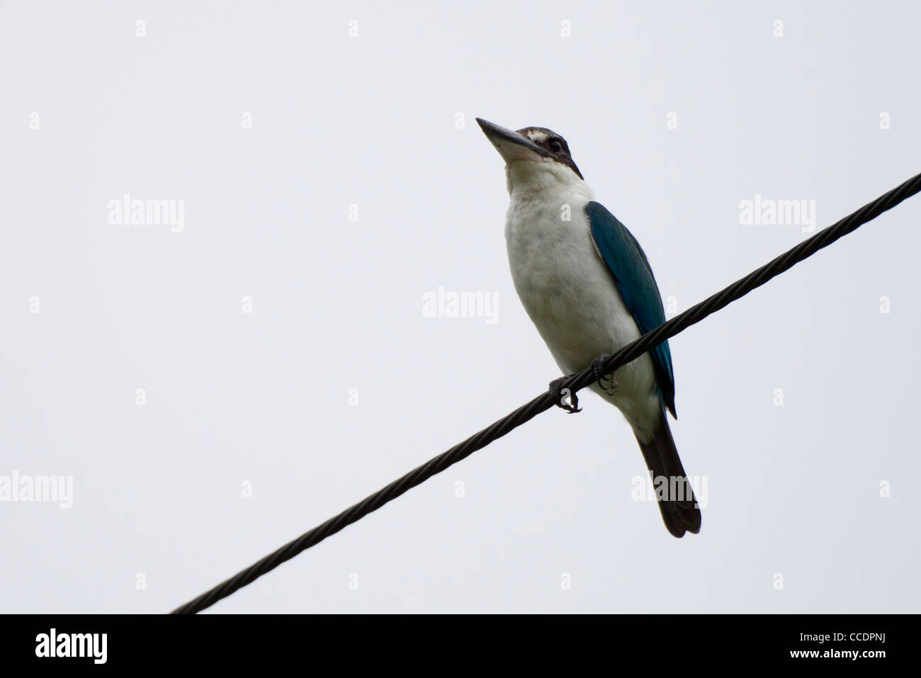 Collared Kingfisher (Todiramphus Chloris Teraokai) ruht in einem Draht auf der Insel Peleliu in die Republik Palau. Stockfoto