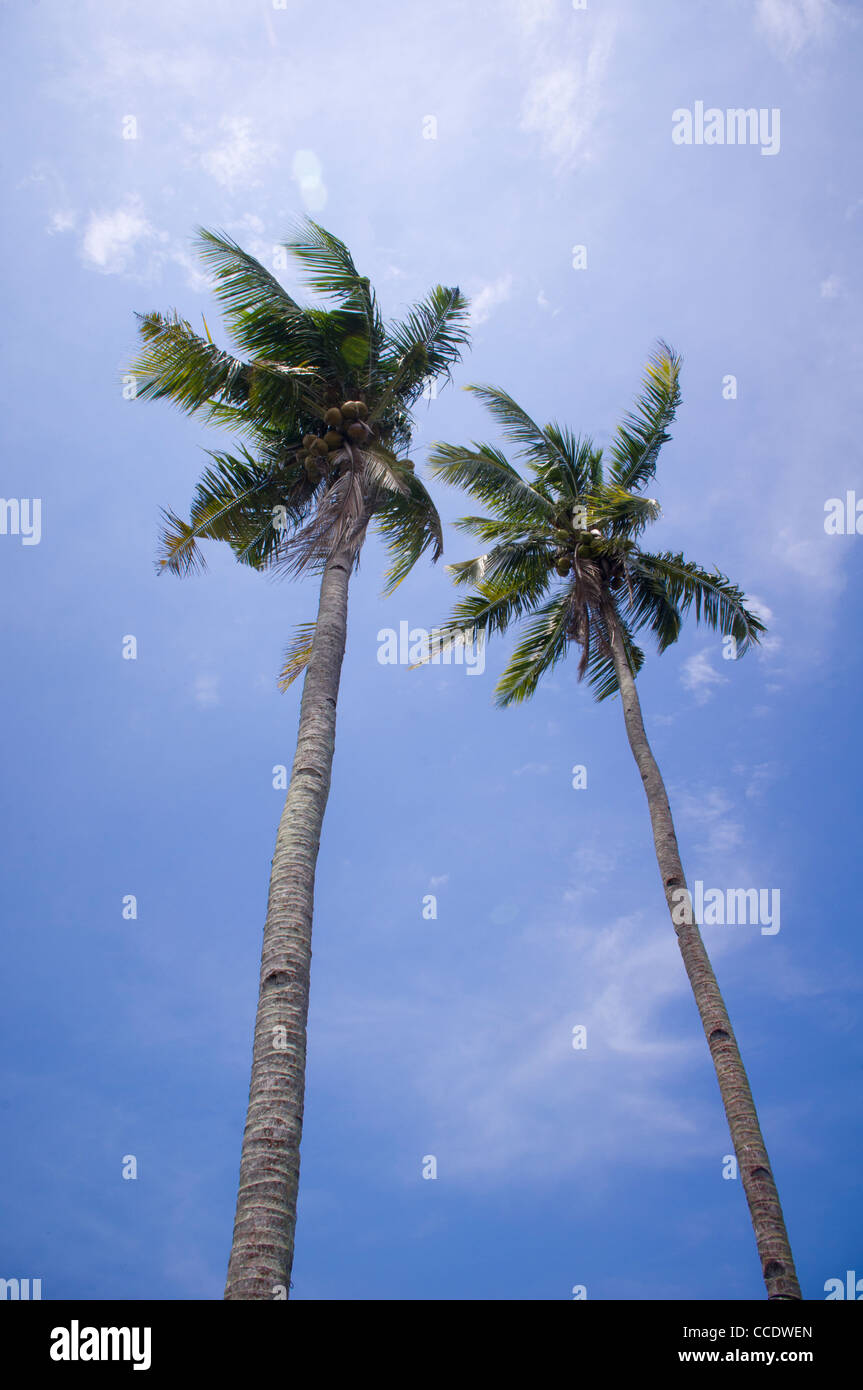 Kokospalmen oder Palmen, tropische Symbole ist Foto in Malaysia übernommen. Stockfoto