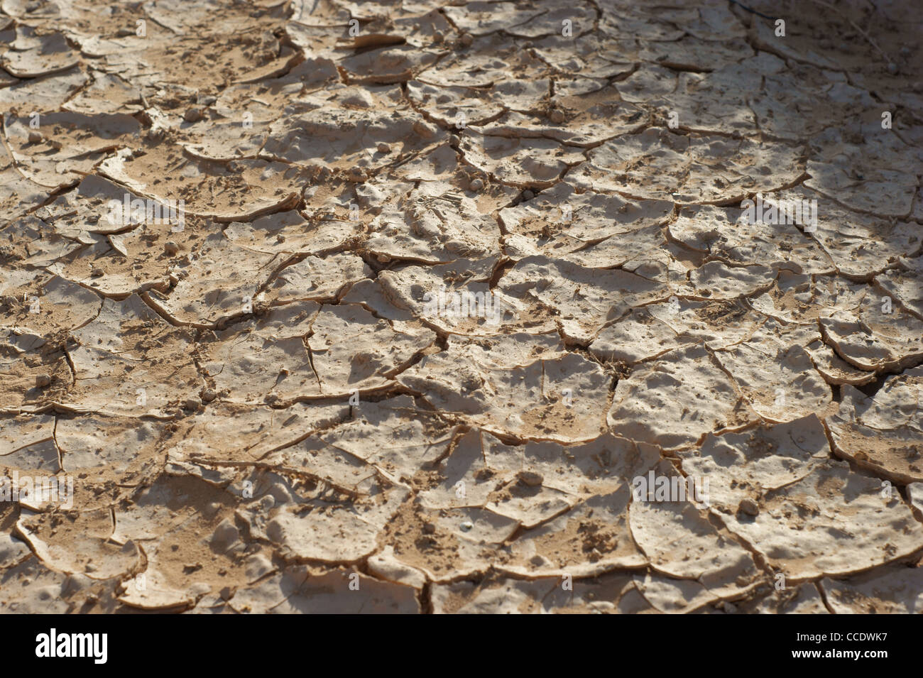 Drougtt Land - Wüste Stockfoto
