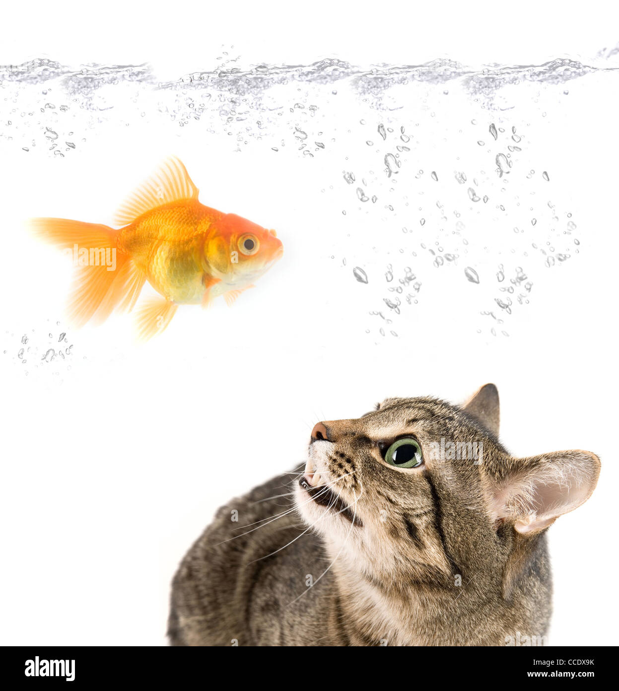 böse Katze und Goldfisch auf weiß Stockfoto