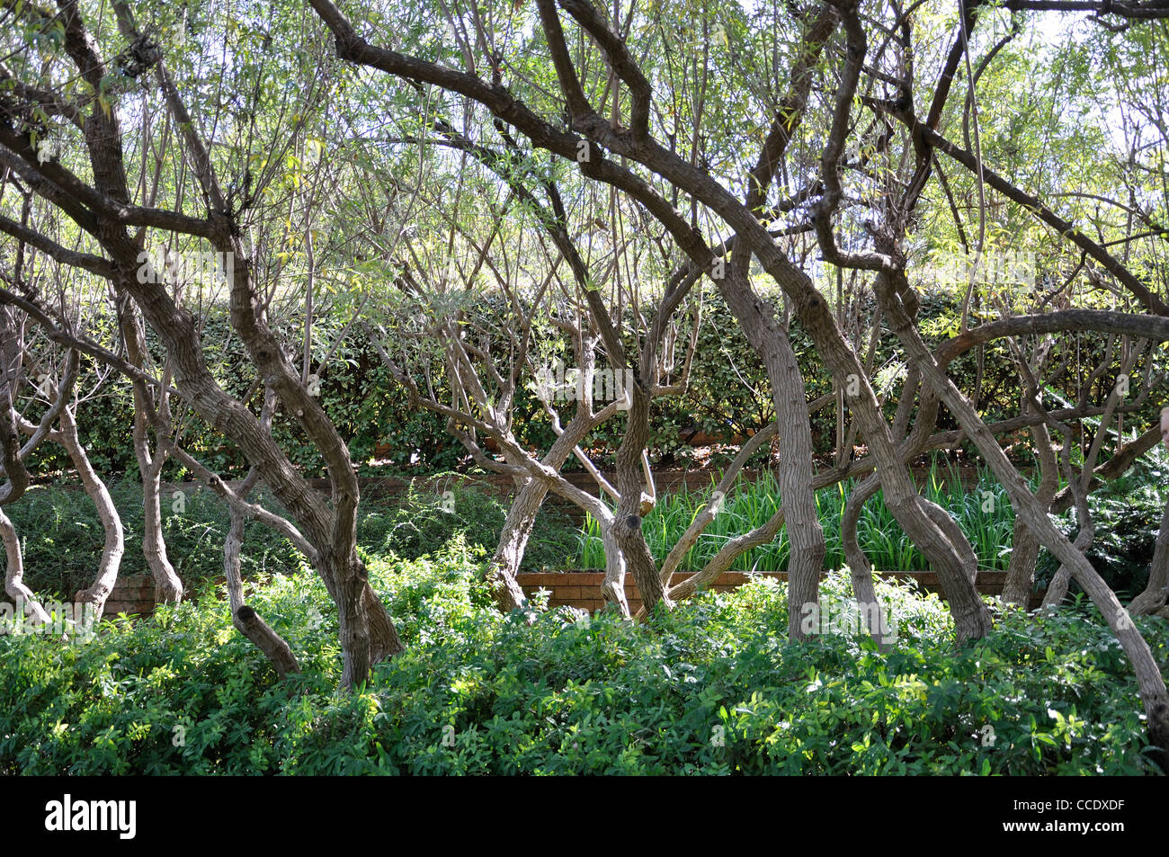 Dallas Arboretum, Texas, USA Stockfoto