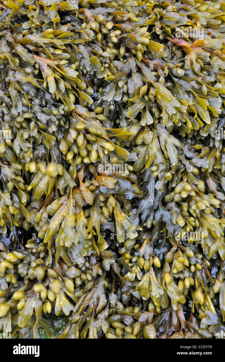 Algen: Blase Wrack: Fucus Vesiculosus Stockfoto