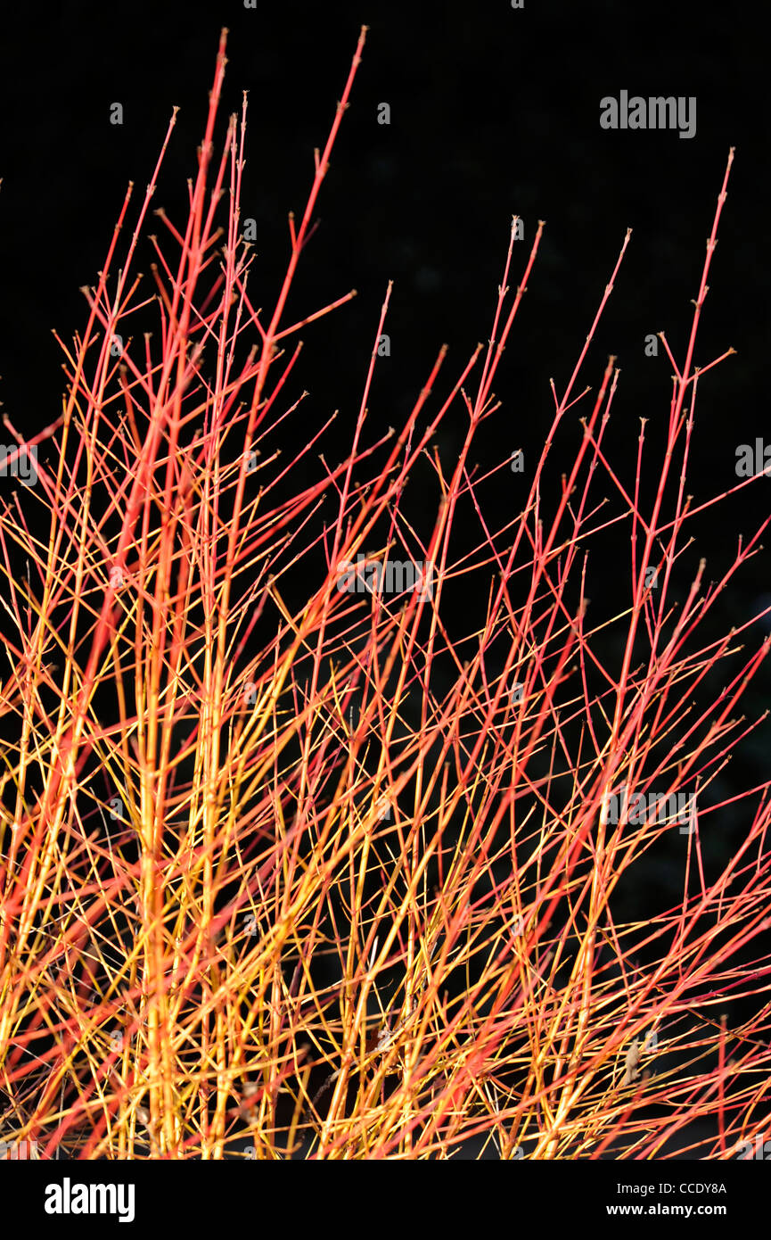 Hartriegel: Cornus sanguineaund 'Midwinter Fire' Stockfoto