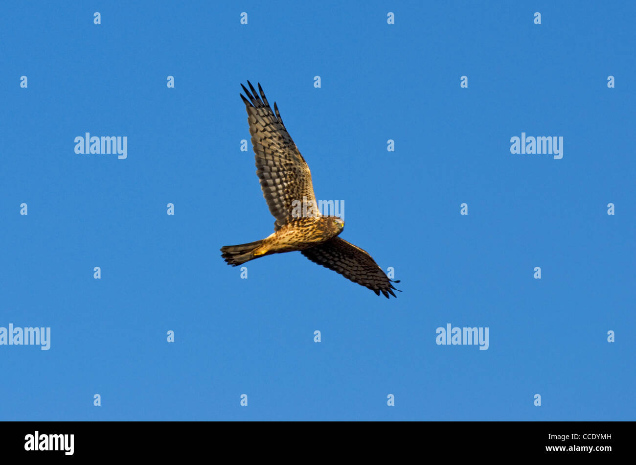 Northern Harrier Segelflug Stockfoto