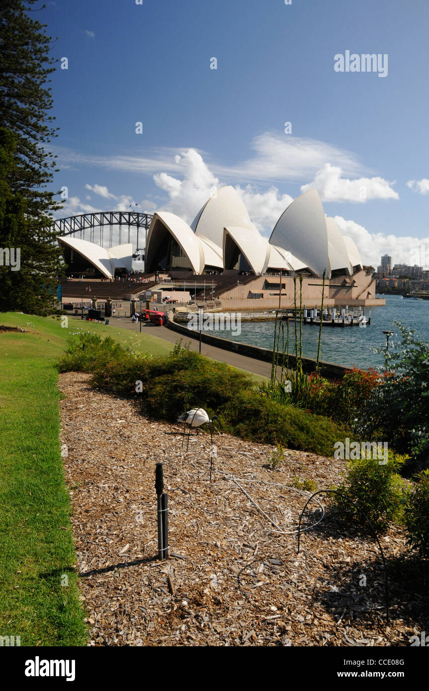 Ein Ibis auf der Suche nach Nahrung in den botanischen Gärten in der Nähe der Oper aus dem Botanischen Garten in Sydney, Australien Stockfoto