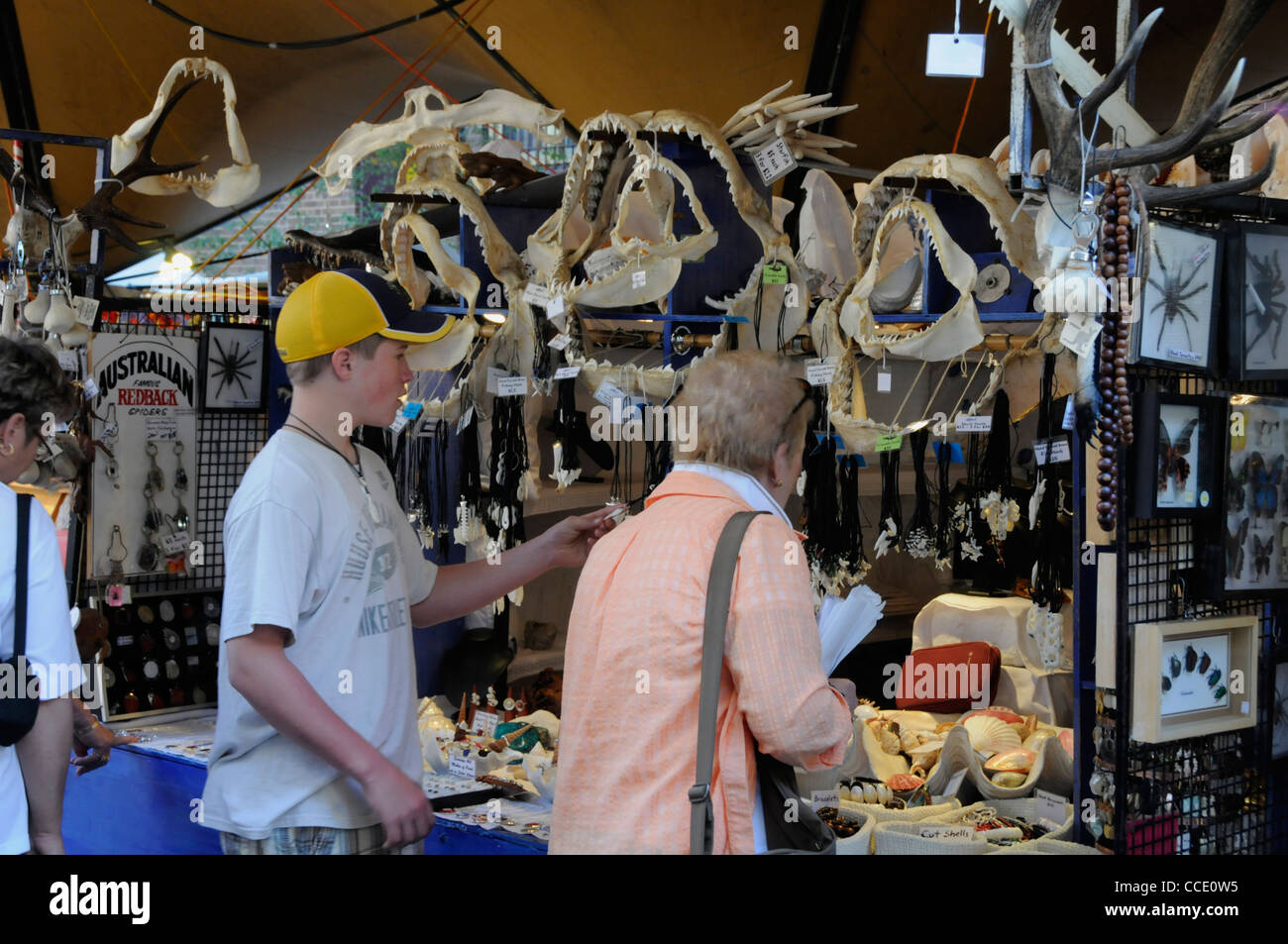 Besucher bewundern eine Auswahl an Muscheln an einem Stand am Market Day at the Rocks in Sydney, Australien Stockfoto