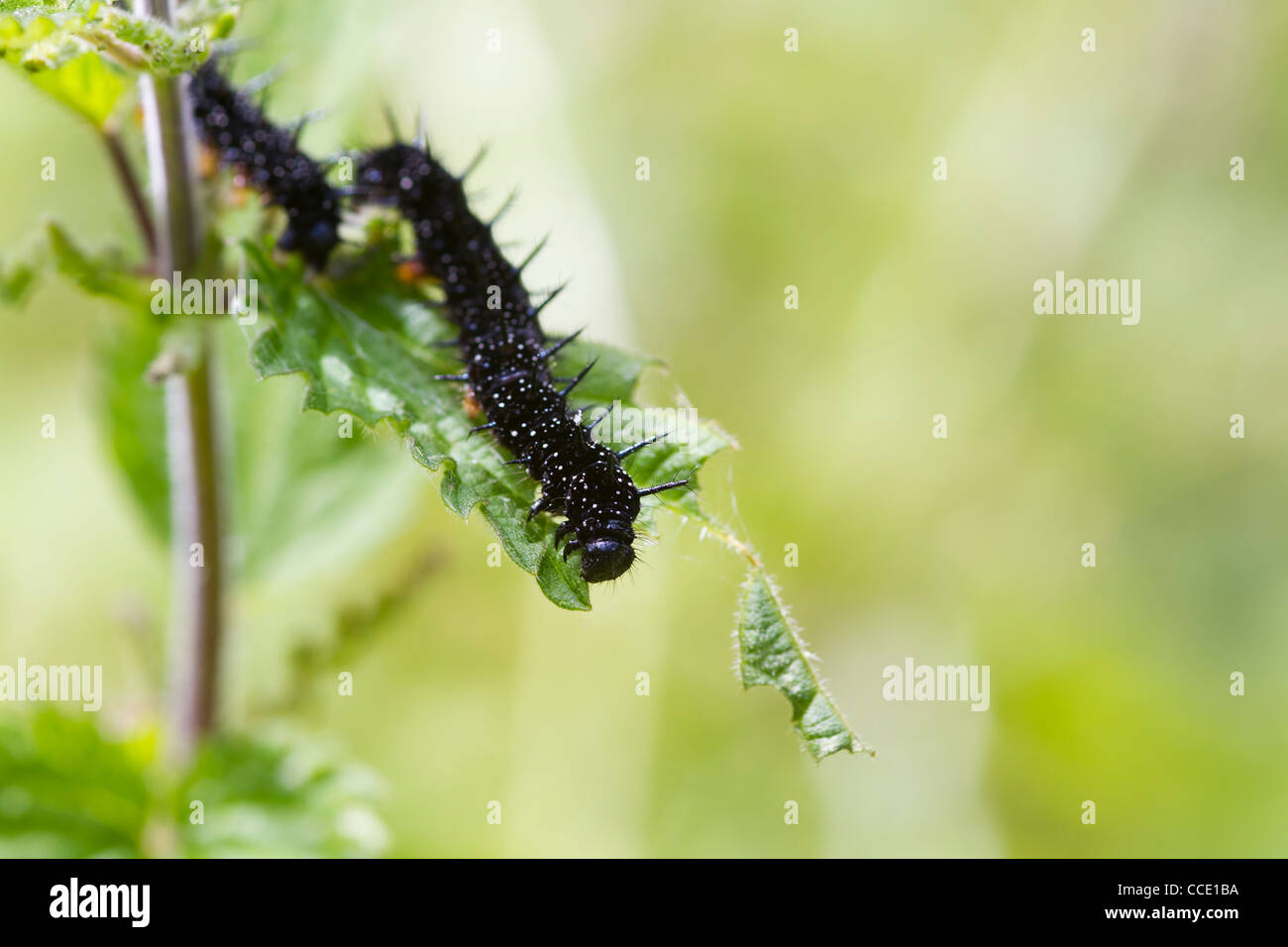 Caterpillar Tagpfauenauge (Inachis Io) auf Blatt der Brennnessel Stockfoto