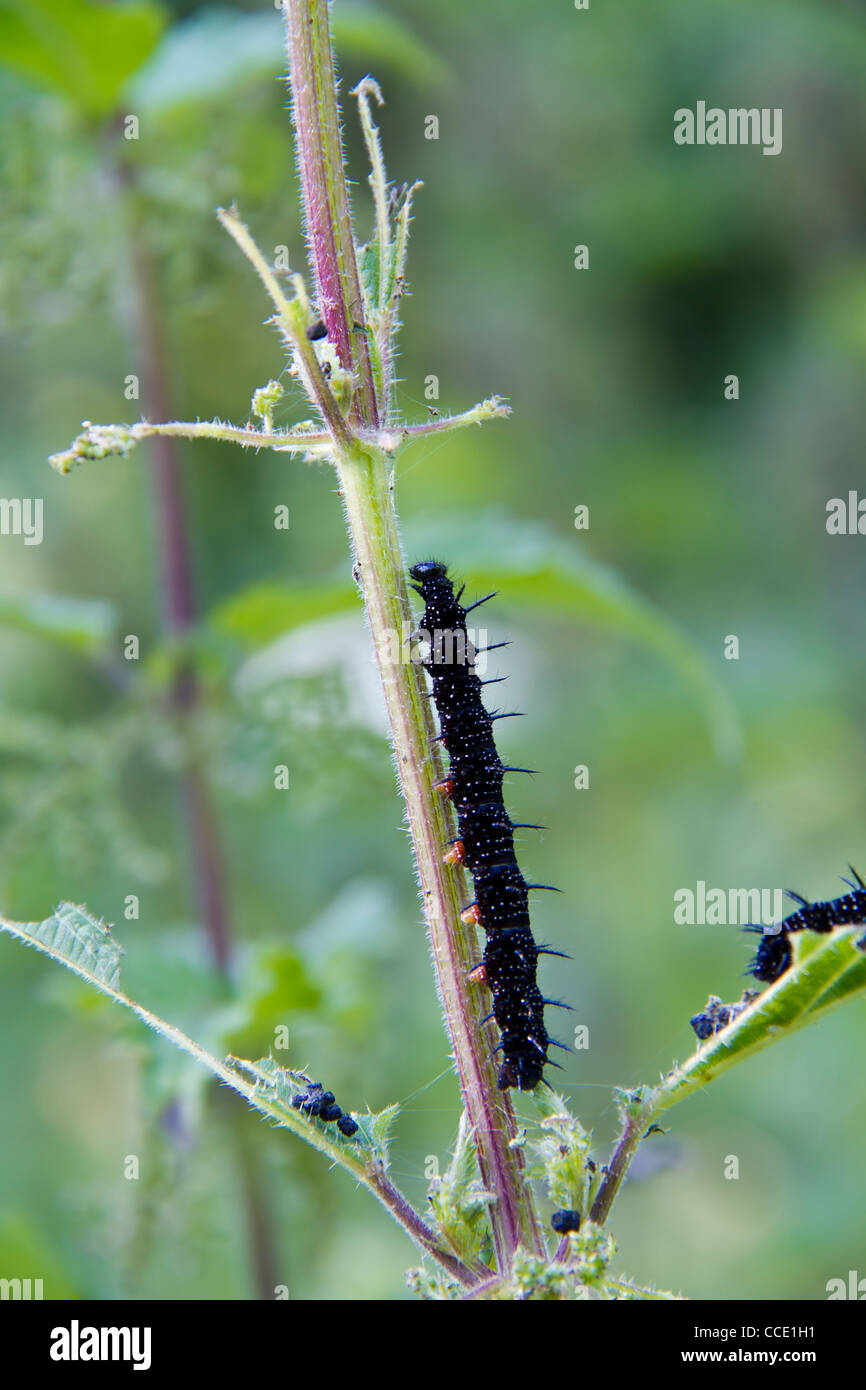 Caterpillar Tagpfauenauge (Inachis Io) auf Blatt der Brennnessel Stockfoto
