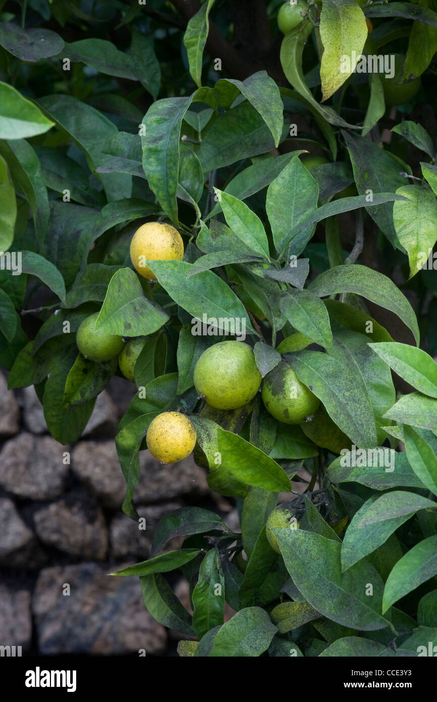 Anbau von Zitrusfrüchten tritt in das Eden Project mediterrane Biom wie diese Blutorangen wächst auf einem Baum Stockfoto