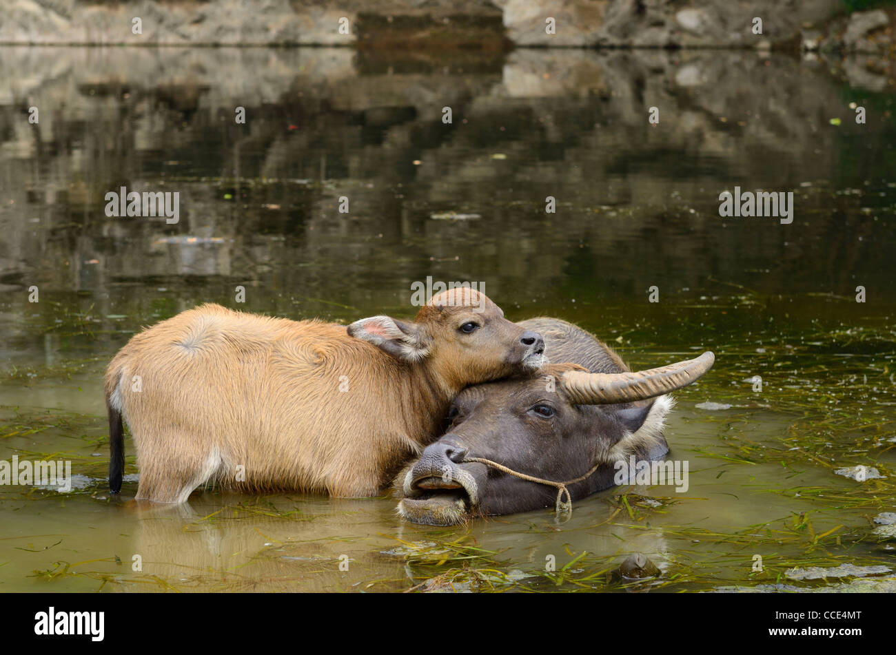 Nahaufnahme der asiatischen Wasserbüffels Kalb streicheln Mutter in einem Teich des Li River bei fuli in der Nähe von Yangshuo Volksrepublik China Stockfoto