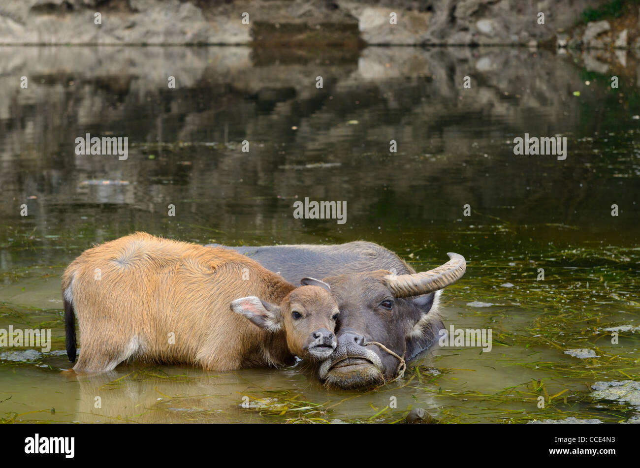 Asiatische Wasserbüffel Kalb streicheln Mutter in einem Teich des Li River bei fuli in der Nähe von Yangshuo china Stockfoto