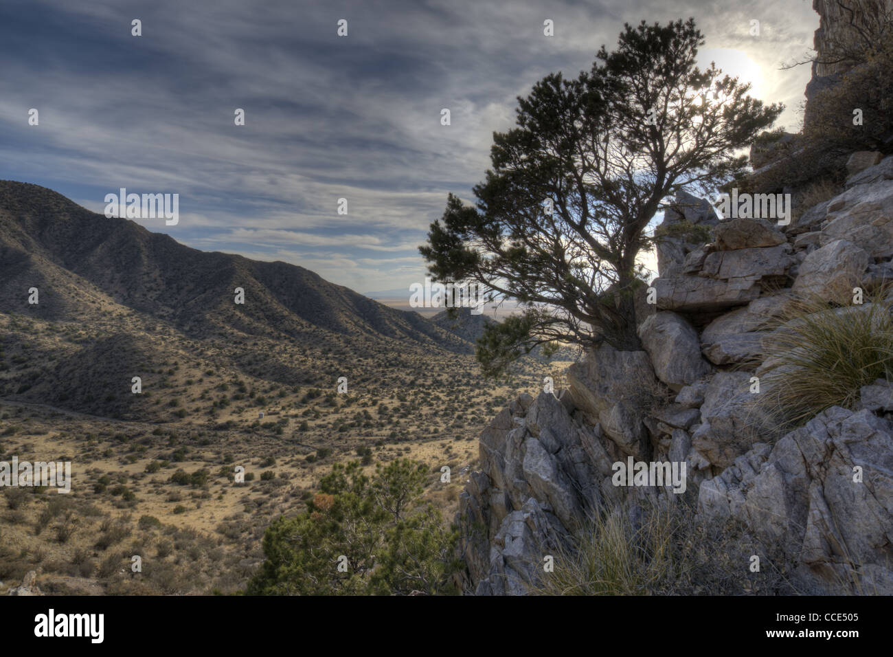 Colorado Ritzel (Pinus Edulis), Manzano Berge, Valencia County, New Mexico, USA. Stockfoto