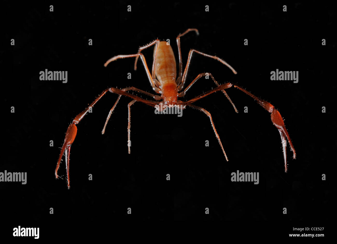 Eine neue Art von Höhle Höhlenpseudoskorpion, gefunden von Biologen Sofia Reboleira Wohnung befindet sich in der Algarve in Portugal Stockfoto