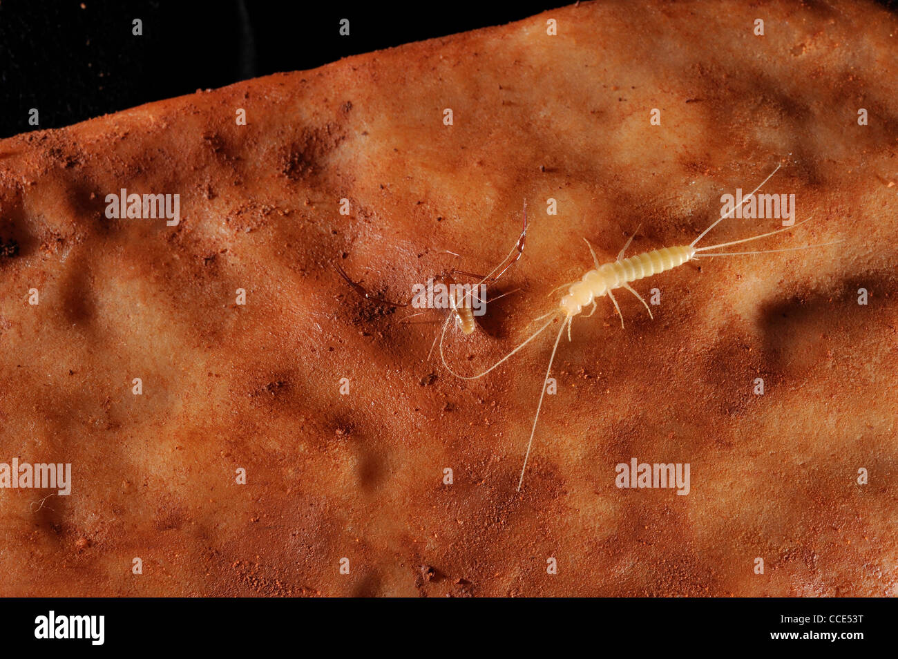 Eine neue Art von Höhle Höhlenpseudoskorpion, gefunden von Biologen Sofia Reboleira Wohnung befindet sich in der Algarve in Portugal Stockfoto