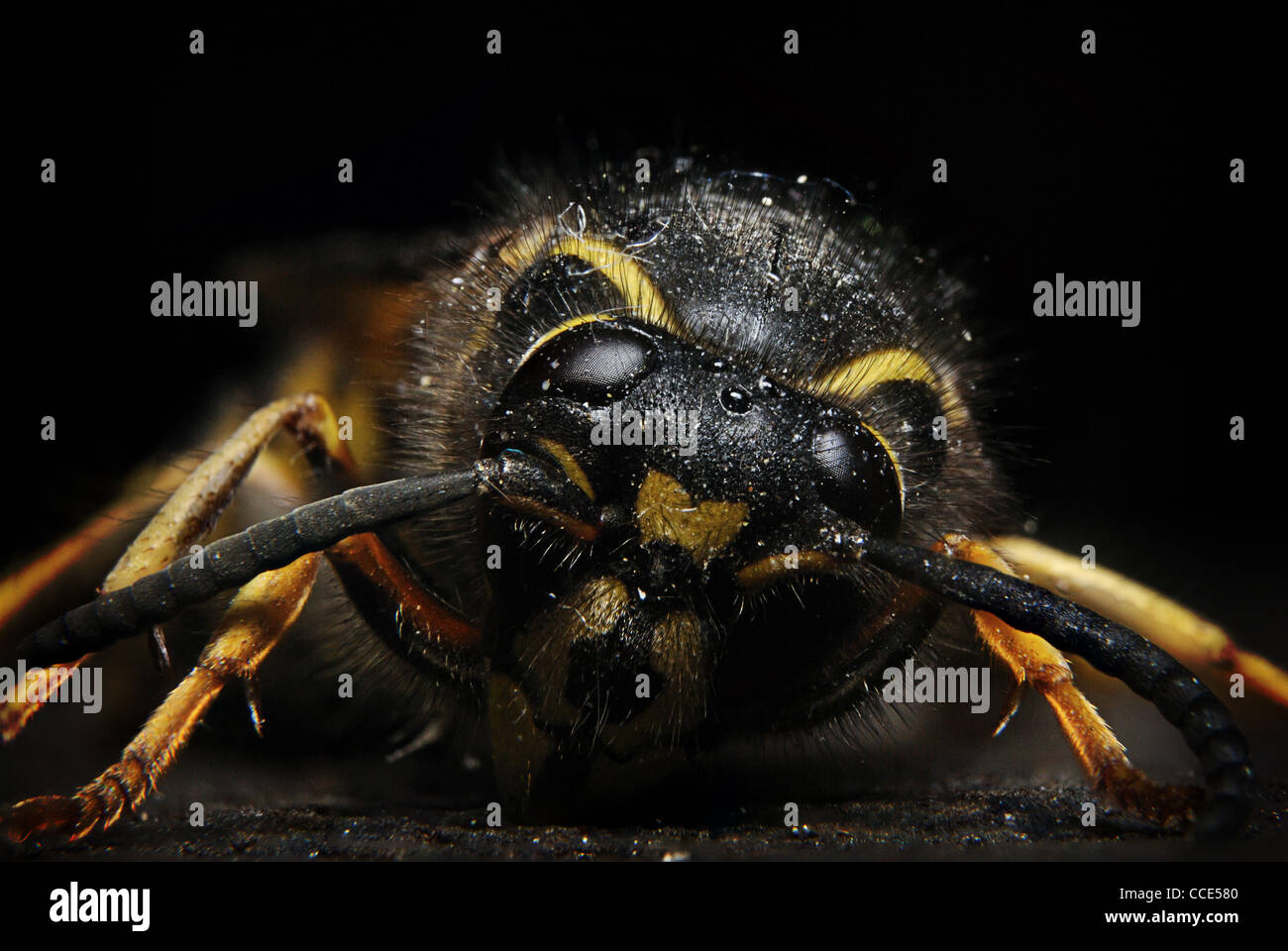 Nahaufnahme von einer Wespe in den Sommer. Stockfoto