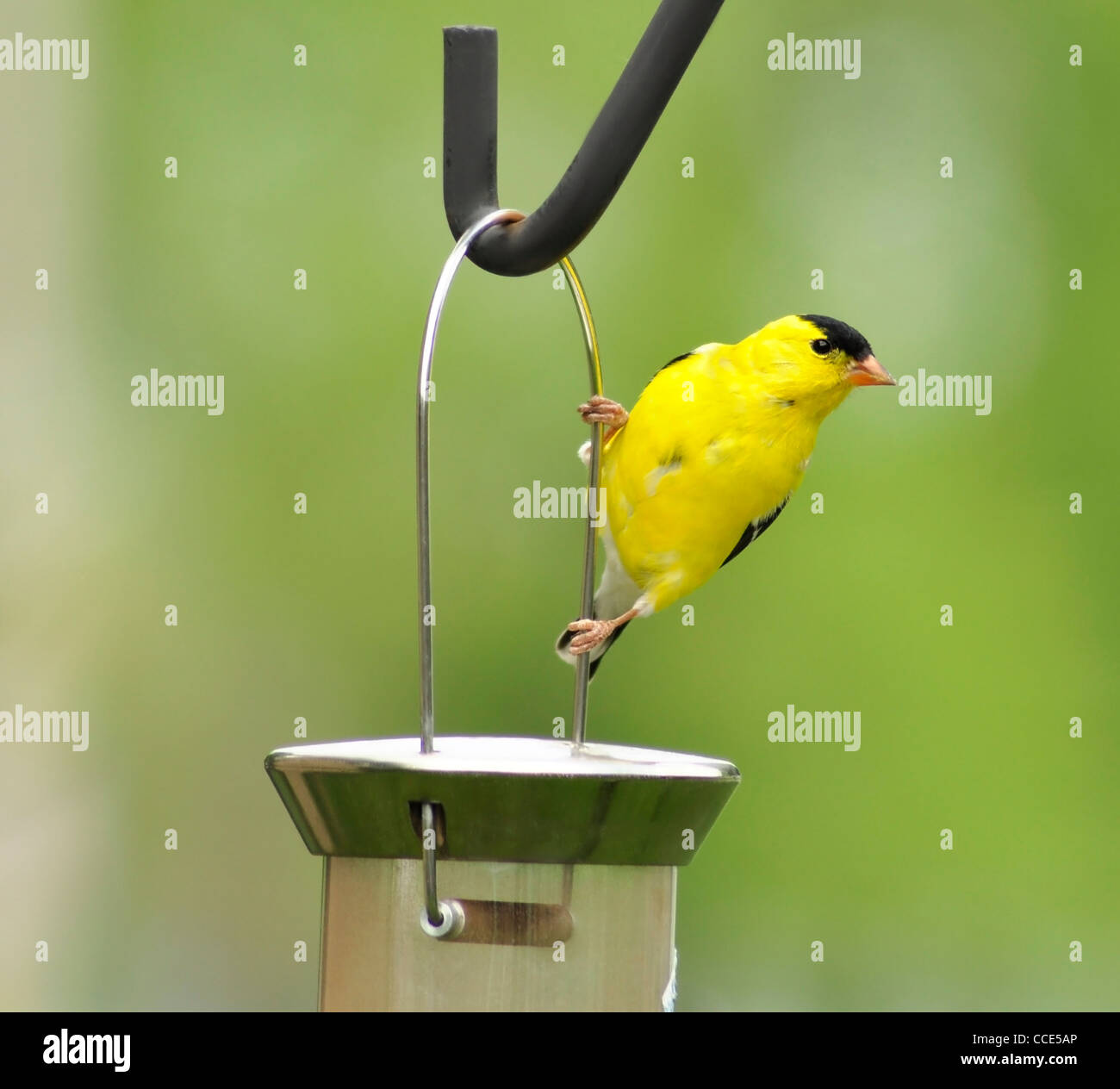 Amerikanische Stieglitz (Zuchtjahr Tristis), sitzt auf einem Vogelhäuschen Stockfoto