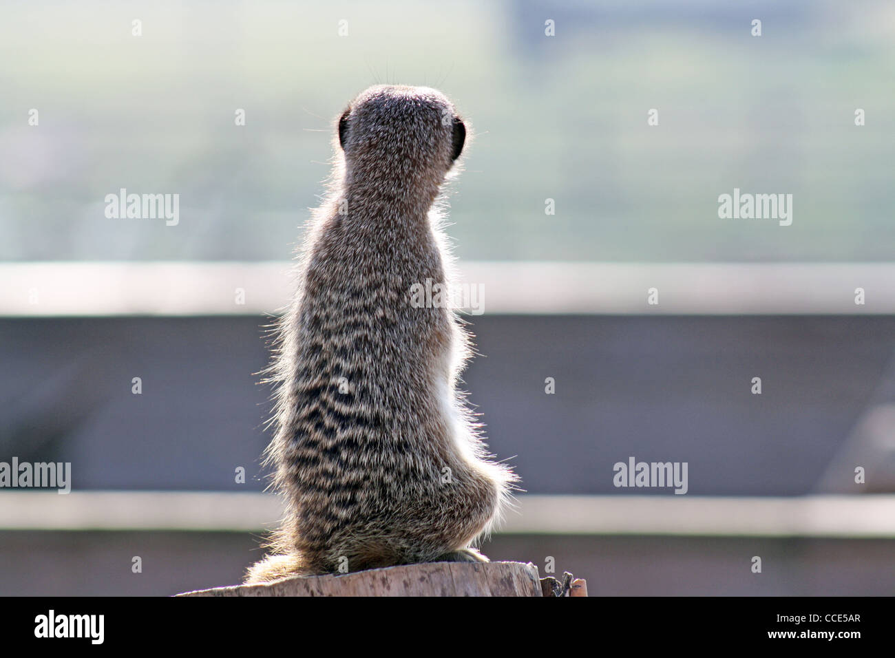 Erdmännchen beobachten die Welt gehen Stockfoto