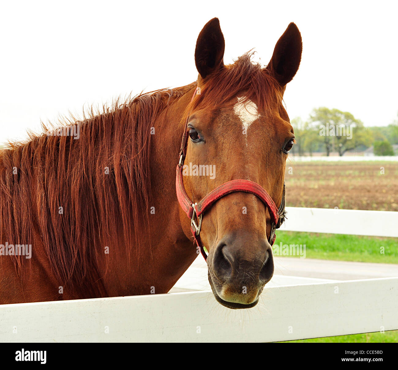 ein Pferd-portrait Stockfoto