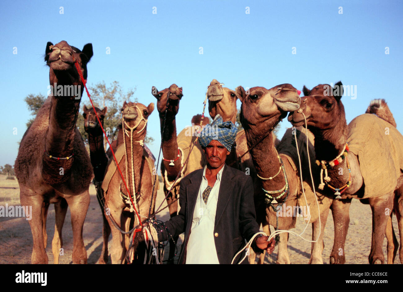 Ein Mann geht in eine lokale Messe, seine Dromedare (Indien) zu verkaufen Stockfoto