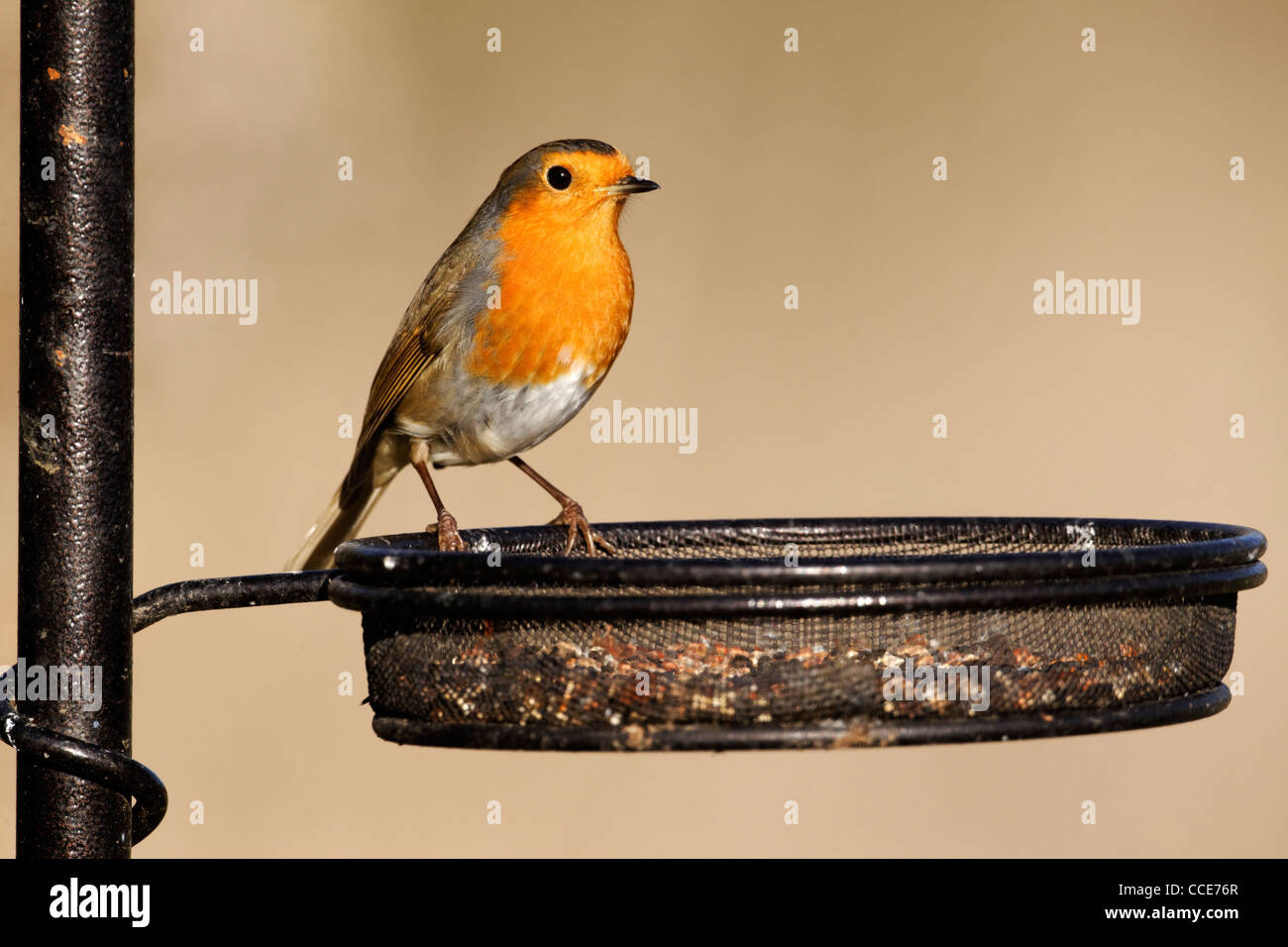 Robin, Erithacus Rubecula, einzelne Vogel auf Feeder, Warwickshire, Januar 2012 Stockfoto