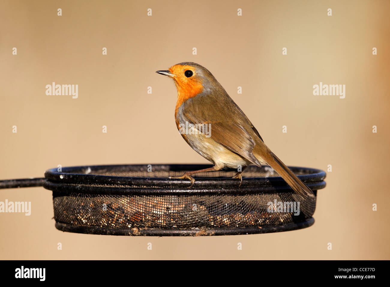 Robin, Erithacus Rubecula, einzelne Vogel auf Feeder, Warwickshire, Januar 2012 Stockfoto