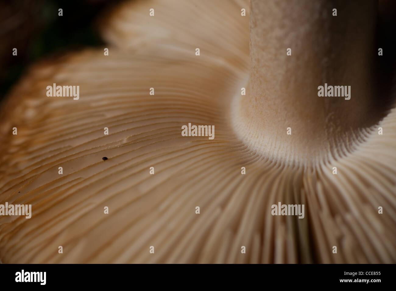 Makroaufnahme der Kiemen an der Unterseite des Pilzes Feld Stockfoto