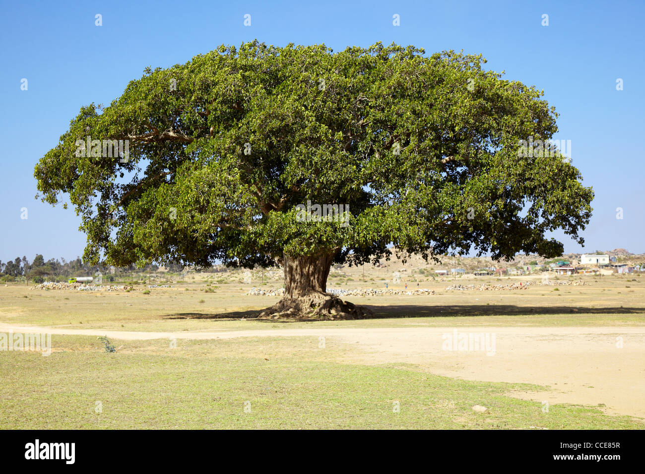 Riesige Platane (Ficus Vasta) (Darro oder Daro) in Dekamhare, Eritrea, Afrika Stockfoto