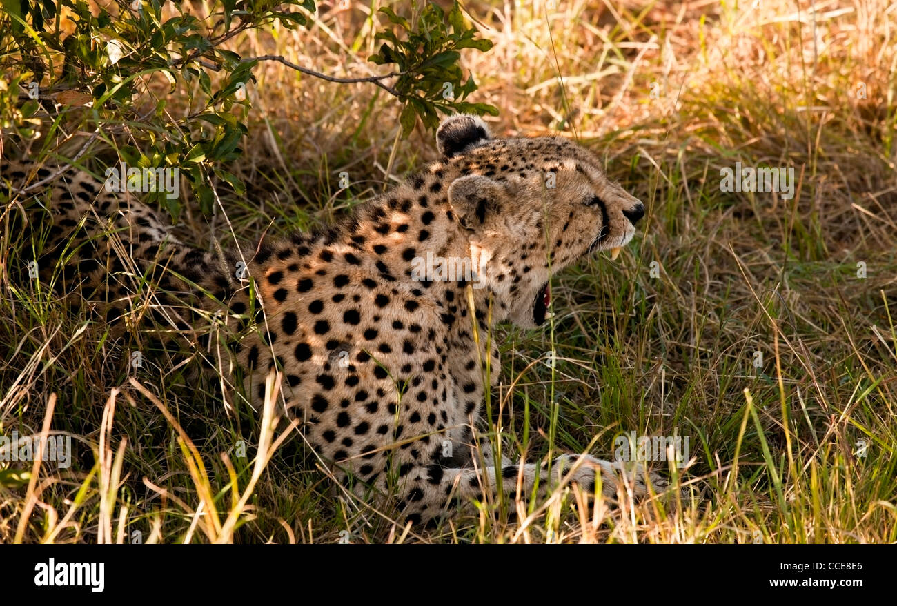 Kenia - Masai Mara - Cheetah am frühen Morgen zu gähnen Stockfoto