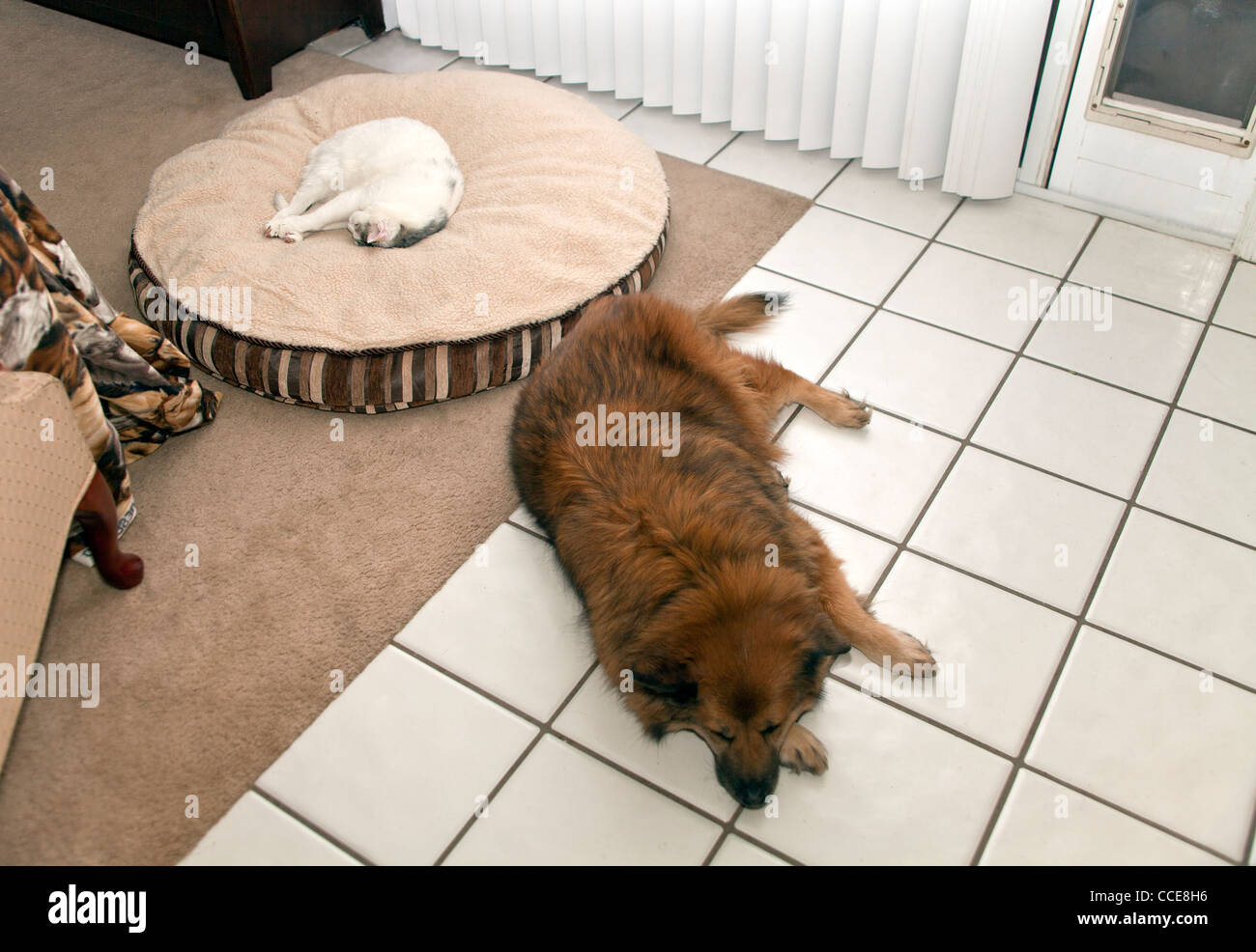 Katze schläft schläft auf Hunde Bett, während Hund schläft auf harten Boden. nach oben Blick über Herrn © Myrleen Pearson Stockfoto