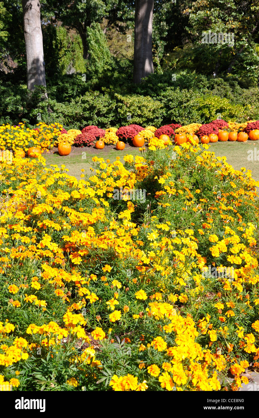 Herbstblumen und Kürbisse, Dallas Arboretum, Dallas, Texas, USA Stockfoto