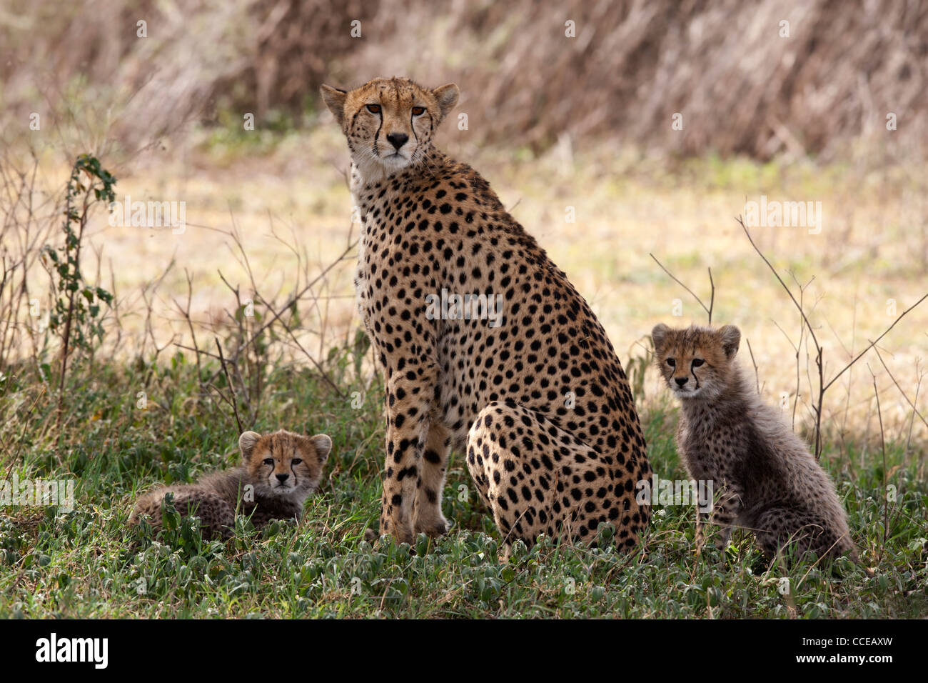 Weibliche Gepardin mit zwei jungen Stockfoto