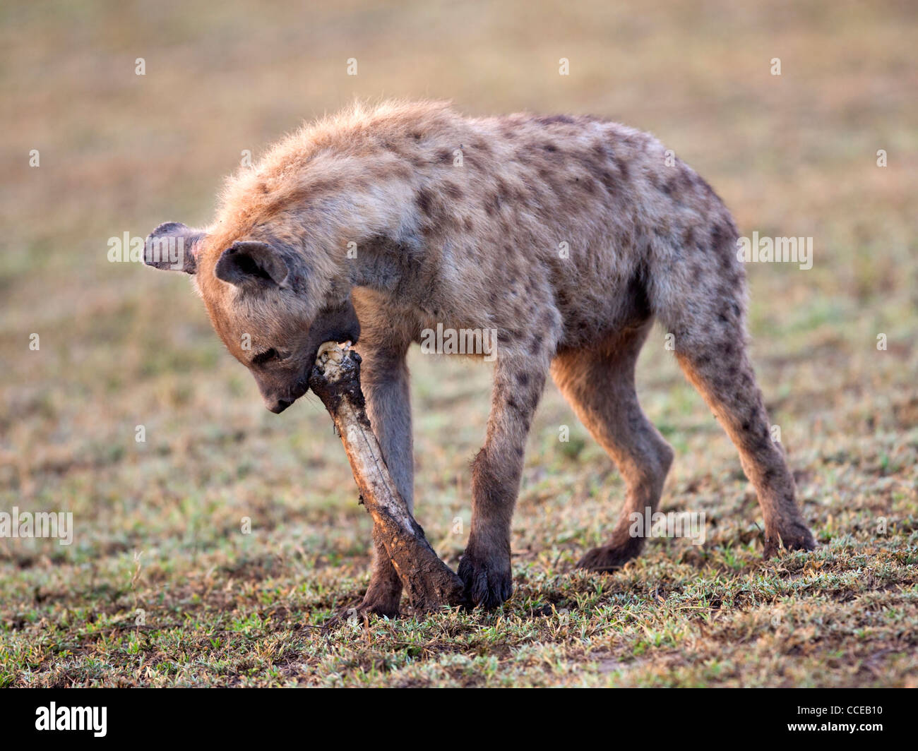Gefleckte Hyäne mit Knochen Stockfoto